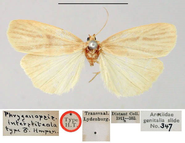 /filer/webapps/moths/media/images/I/interstiteola_Phryganopsis_HT_BMNH.jpg