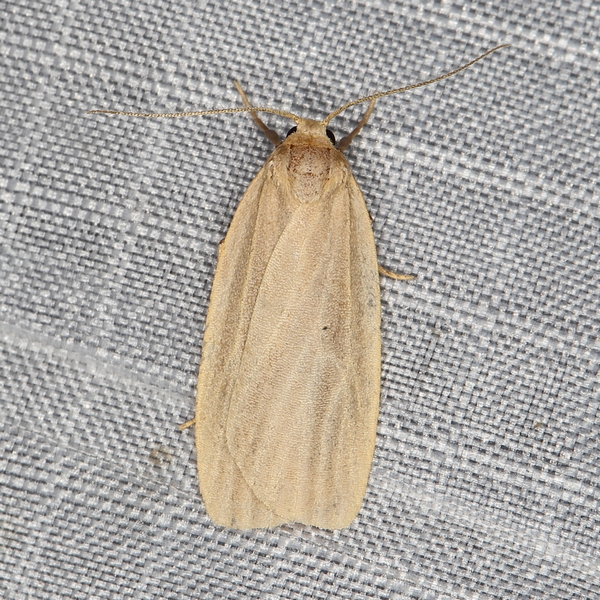 /filer/webapps/moths/media/images/I/interstiteola_Pusiola_A_Heyns_01.JPG