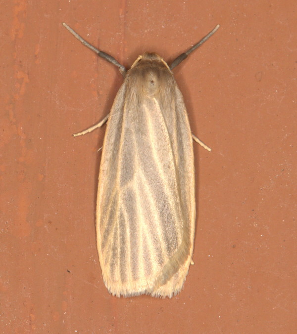 /filer/webapps/moths/media/images/I/interstiteola_Pusiola_A_Heyns_02.jpg