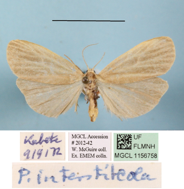 /filer/webapps/moths/media/images/I/interstiteola_Pusiola_A_MGCLa_01.JPG