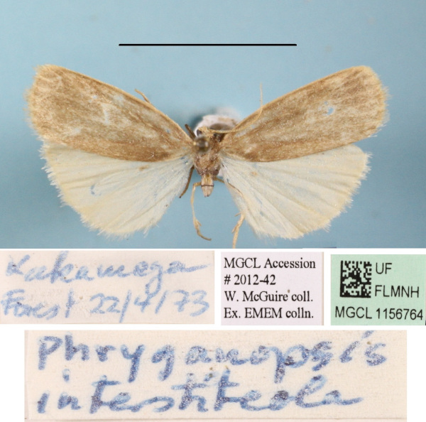 /filer/webapps/moths/media/images/I/interstiteola_Pusiola_A_MGCLa_02.JPG