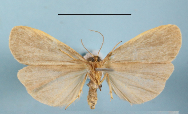 /filer/webapps/moths/media/images/I/interstiteola_Pusiola_A_MGCLb_01.JPG