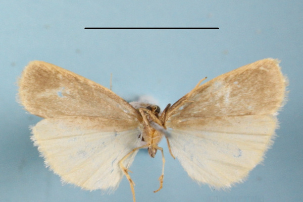 /filer/webapps/moths/media/images/I/interstiteola_Pusiola_A_MGCLb_02.JPG