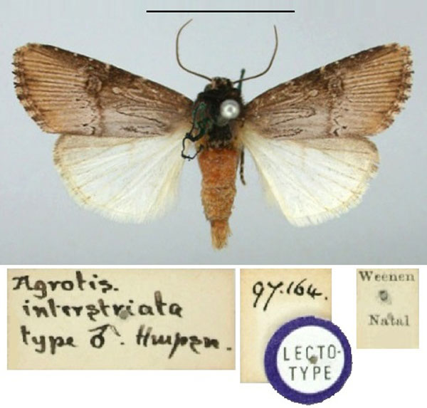 /filer/webapps/moths/media/images/I/interstriata_Agrotis_LT_BMNH.jpg