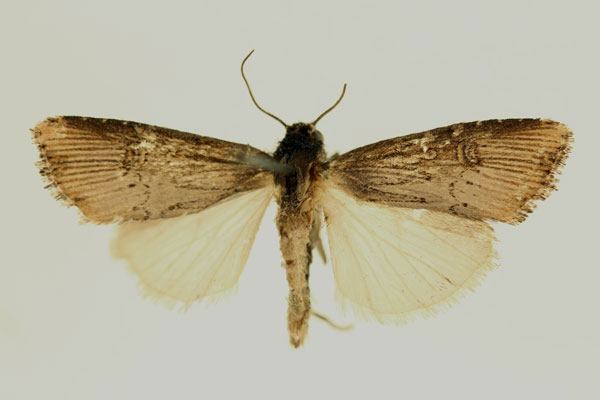 /filer/webapps/moths/media/images/I/interstriata_Micragrotis_AM_RMCA.jpg