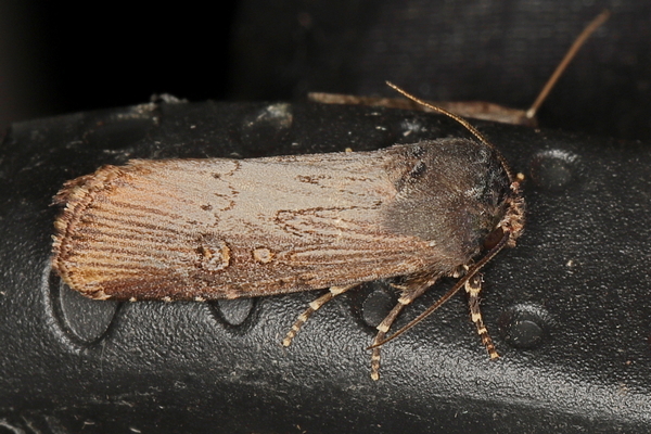/filer/webapps/moths/media/images/I/interstriata_Micragrotis_A_Heyns_01.JPG