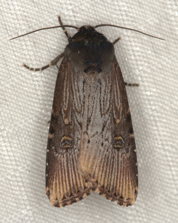 /filer/webapps/moths/media/images/I/interstriata_Micragrotis_A_Heyns_02.jpg