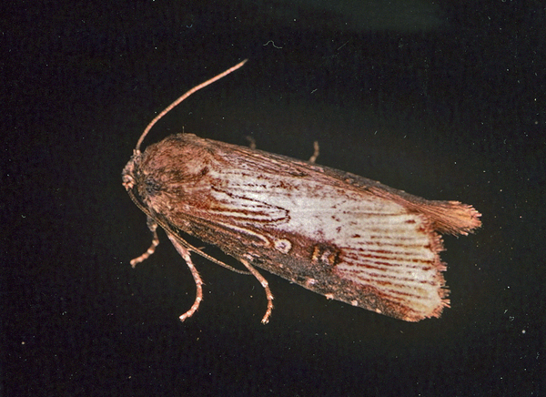 /filer/webapps/moths/media/images/I/interstriata_Micragrotis_A_Roland_01.jpg