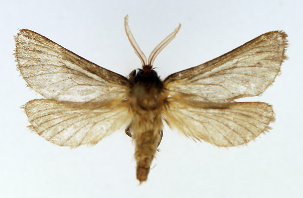 /filer/webapps/moths/media/images/I/intervallata_Gorgopis_AM_TMSA_02.jpg