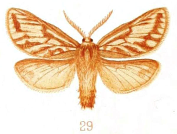 /filer/webapps/moths/media/images/I/intervallata_Gorgopis_HT_SAMC.jpg