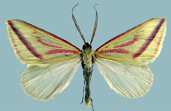 /filer/webapps/moths/media/images/I/intervenata_Rhodometra_AM_ZSMa.jpg