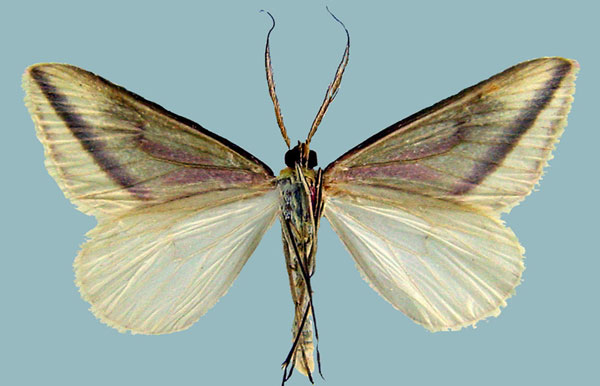/filer/webapps/moths/media/images/I/intervenata_Rhodometra_AM_ZSMb.jpg