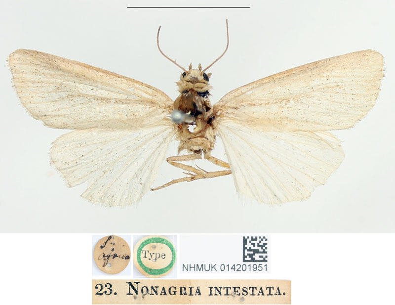 /filer/webapps/moths/media/images/I/intestata_Nonagria_HT_BMNH.jpg