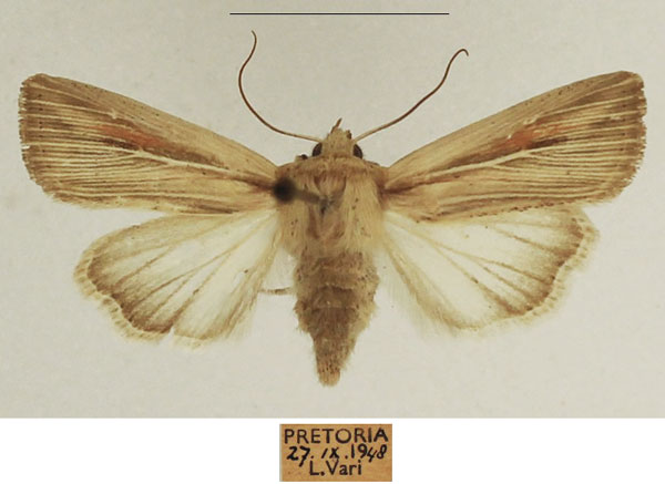 /filer/webapps/moths/media/images/I/intestata_Vietteania_AF_TMSA_01.jpg