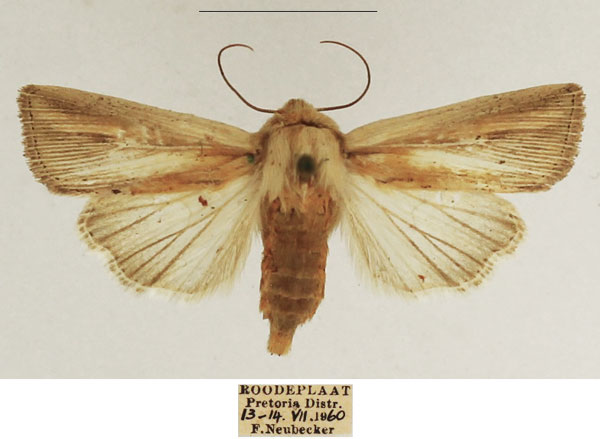 /filer/webapps/moths/media/images/I/intestata_Vietteania_AF_TMSA_02.jpg