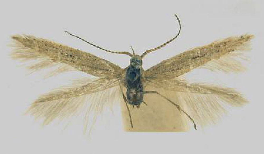 /filer/webapps/moths/media/images/I/intorta_Coleophora_HT_TMSA.jpg