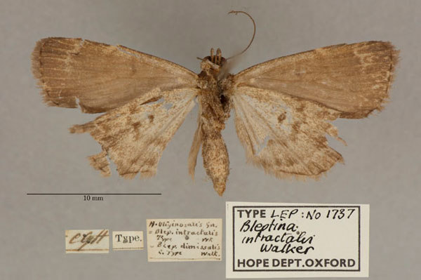 /filer/webapps/moths/media/images/I/intractalis_Bleptina_HT_OUMNH_02.jpg