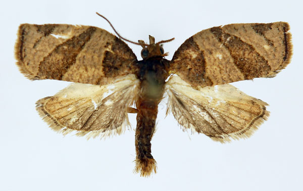 /filer/webapps/moths/media/images/I/intrepida_Procrica_AM_ISEA_01.jpg