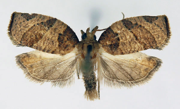 /filer/webapps/moths/media/images/I/intrepida_Procrica_AM_ISEA_02.jpg