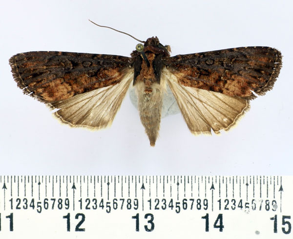 /filer/webapps/moths/media/images/I/intricata_Apospasta_AF_BMNH.jpg