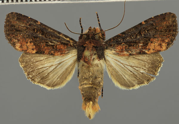 /filer/webapps/moths/media/images/I/intricata_Apospasta_AM_Fiebig.jpg