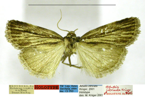 /filer/webapps/moths/media/images/I/intricata_Athetis_HT_TMSA.jpg