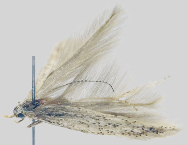 /filer/webapps/moths/media/images/I/intricata_Coleophora_HT_ZMHB.jpg