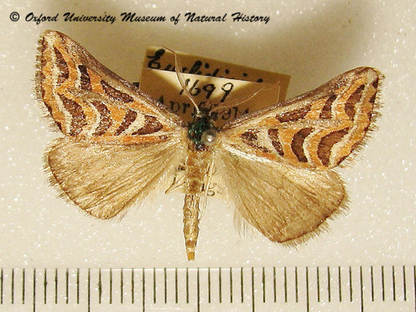 /filer/webapps/moths/media/images/I/intricata_Pseudomaenas_A_OUMNH.jpg