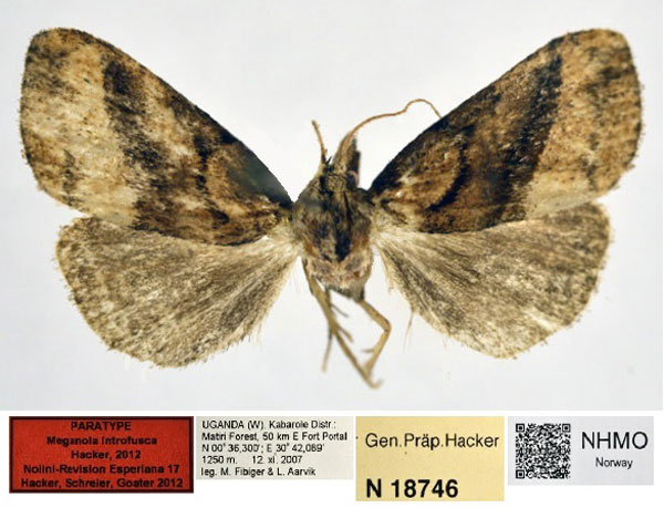/filer/webapps/moths/media/images/I/introfusca_Meganola_PT_NHMO.jpg