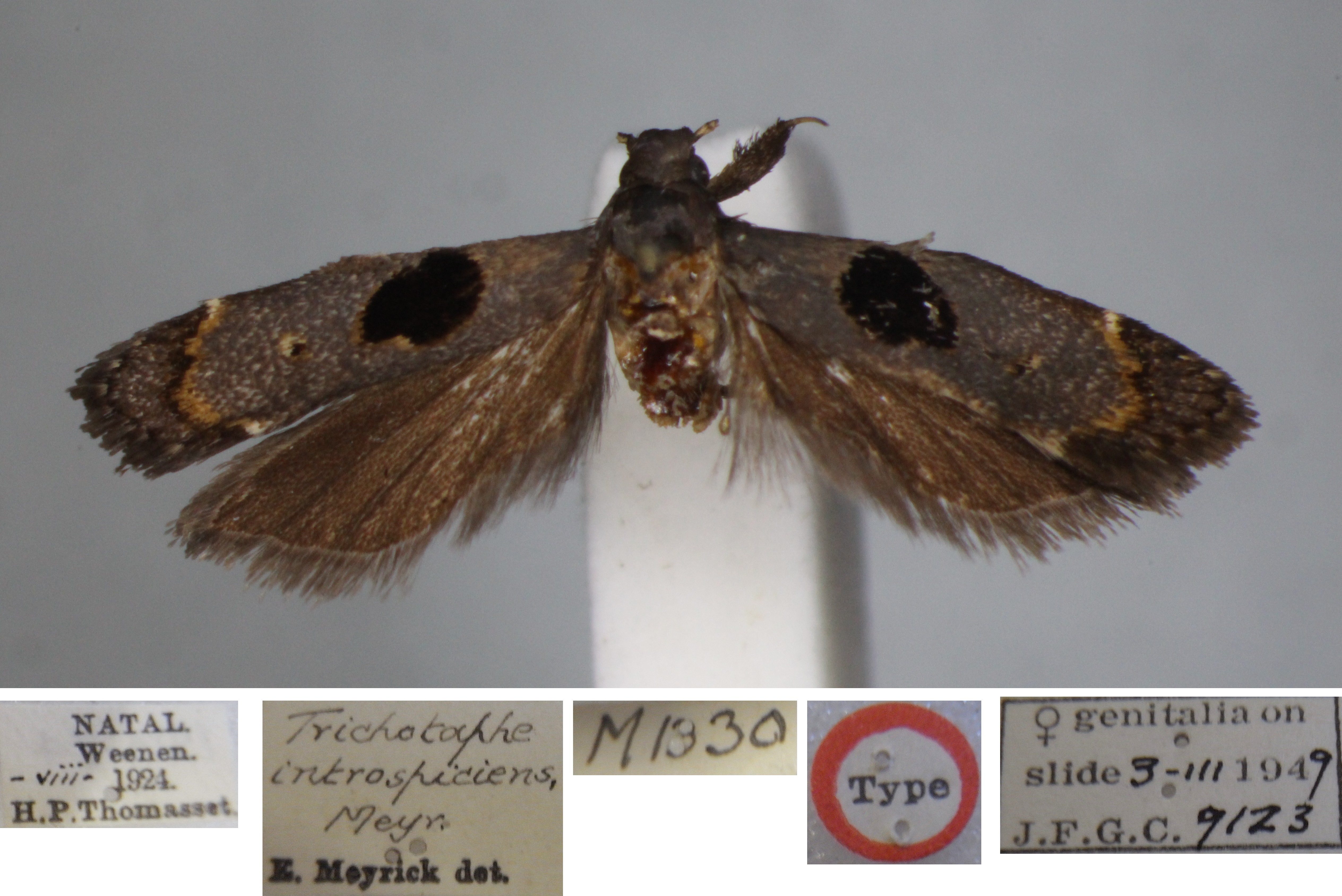 /filer/webapps/moths/media/images/I/introspiciens_Trichotaphe_FHT_NHMUK.jpg