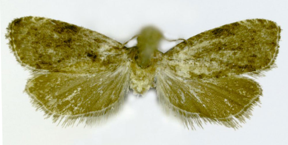 /filer/webapps/moths/media/images/I/intrusa_Endothenia_HT_ZMJU.jpg