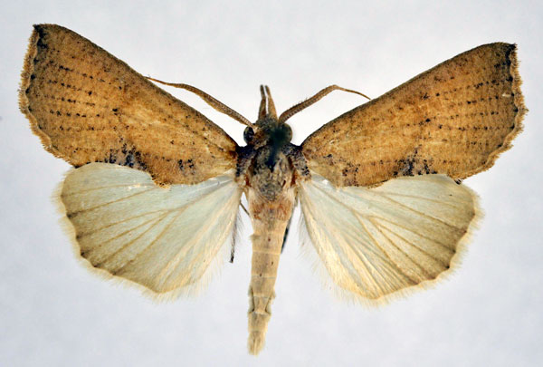 /filer/webapps/moths/media/images/I/intrusa_Oraesia_AM_NHMO.jpg