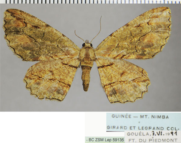 /filer/webapps/moths/media/images/I/intrusilinea_Hypomecis_AF_ZSM.jpg