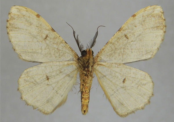 /filer/webapps/moths/media/images/I/intrusilinea_Hypomecis_AM_ZSMb.jpg