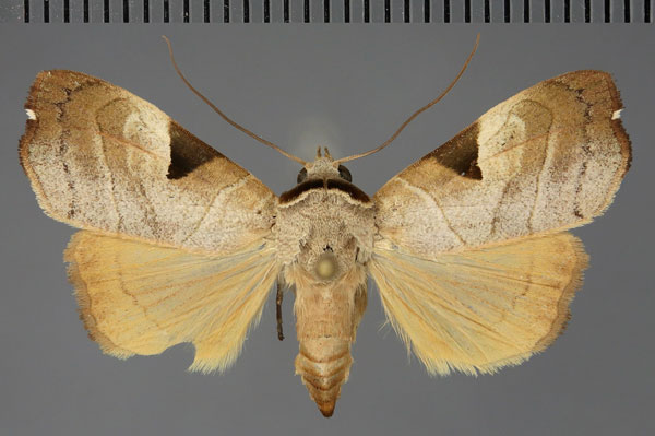 /filer/webapps/moths/media/images/I/inusitata_Parca_AF_Fiebig.jpg