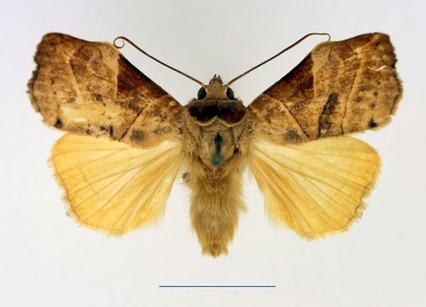 /filer/webapps/moths/media/images/I/inusitata_Parca_AM_Legrain_01.jpg