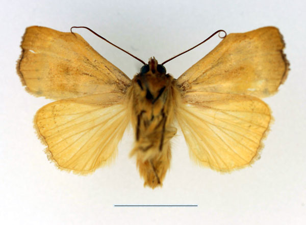 /filer/webapps/moths/media/images/I/inusitata_Parca_AM_Legrain_02.jpg