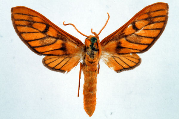 /filer/webapps/moths/media/images/I/invaria_Rhipidarctia_AF_Ochse_01.jpg