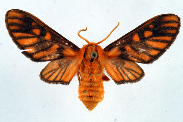 /filer/webapps/moths/media/images/I/invaria_Rhipidarctia_AF_Ochse_02.jpg