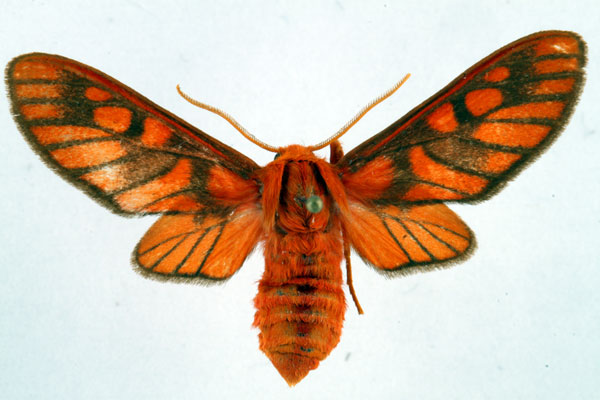 /filer/webapps/moths/media/images/I/invaria_Rhipidarctia_AF_Ochse_03.jpg
