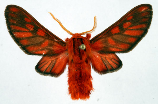 /filer/webapps/moths/media/images/I/invaria_Rhipidarctia_AM_Ochse.jpg