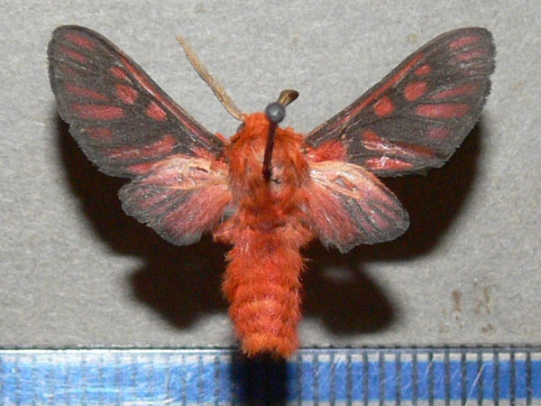 /filer/webapps/moths/media/images/I/invaria_Rhipidarctia_A_Goff_01.jpg