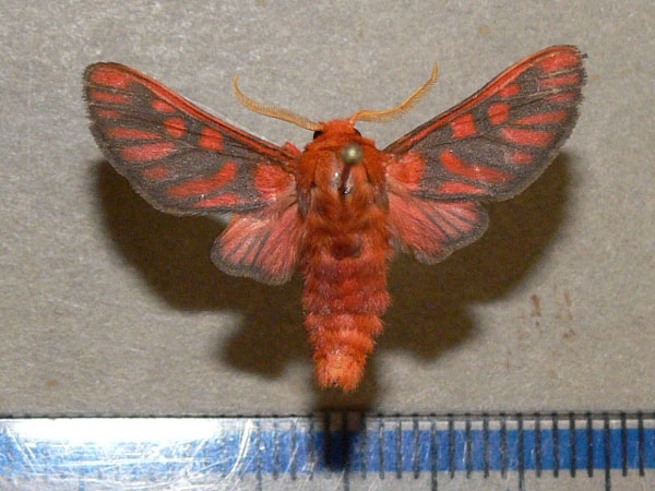 /filer/webapps/moths/media/images/I/invaria_Rhipidarctia_A_Goff_02.jpg