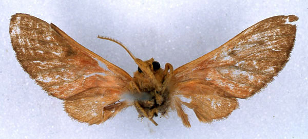 /filer/webapps/moths/media/images/I/invaria_Rhipidarctia_HT_BMNH_02.jpg