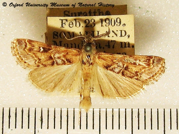 /filer/webapps/moths/media/images/I/invectalis_Surattha_A_OUMNH_02.jpg