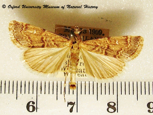 /filer/webapps/moths/media/images/I/invectalis_Surattha_A_OUMNH_03.jpg