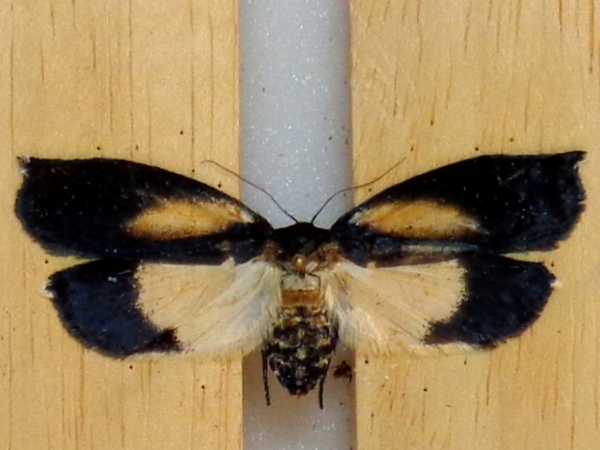 /filer/webapps/moths/media/images/I/inventrix_Ommattohelxis_A_Poltavsky.jpg