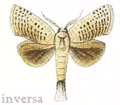 /filer/webapps/moths/media/images/I/inversa_Salagena_HT_NHMUK.jpg