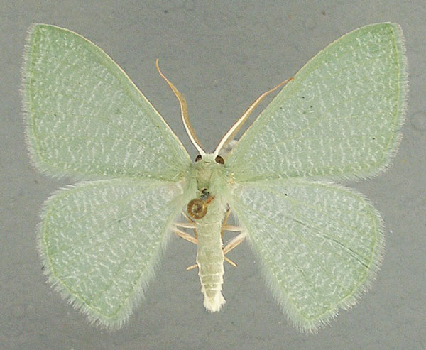 /filer/webapps/moths/media/images/I/inversicaulis_Prasinocyma_AM_TMSA.jpg