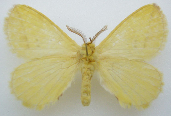 /filer/webapps/moths/media/images/I/inversus_Phasicnecus_HT_NHMUKb.jpg
